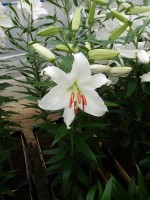 [4243 Siberia TL No01.JPG]